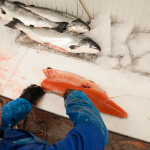 A processing plant worker filleting a salmon