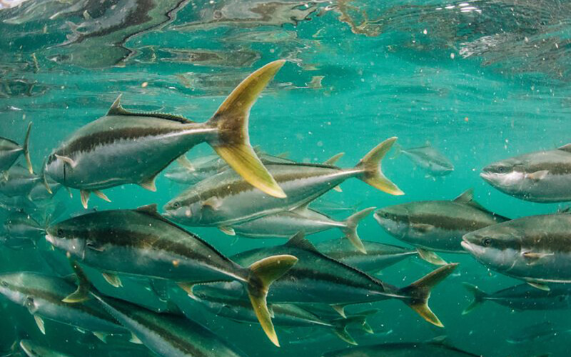 Clean Seas yellowtail kingfish