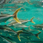 Clean Seas yellowtail kingfish