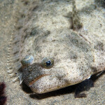 A halibut nestled on the seafloor