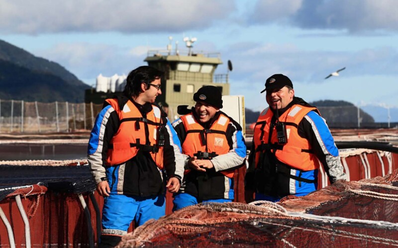 Chilean salmon-farming workers laughing