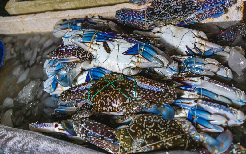 fresh caught blue swimming crab