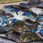 fresh caught blue swimming crab