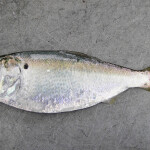 a menhaden