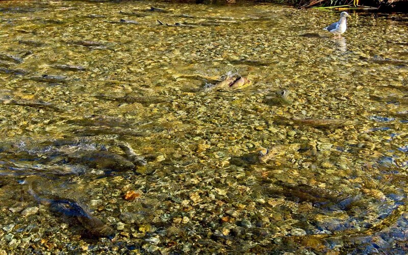 Wild Chinook salmon in a river in B.C. Canada