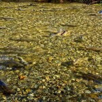 Wild Chinook salmon in a river in B.C. Canada