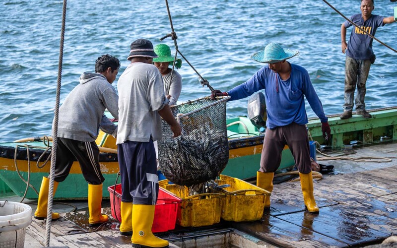 Malaysian fishermen unloading catch