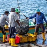 Malaysian fishermen unloading catch