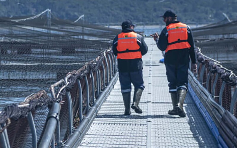 AquaChile employees walking along the edge of a net pen