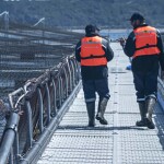 AquaChile employees walking along the edge of a net pen