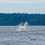 An orca in Puget Sound