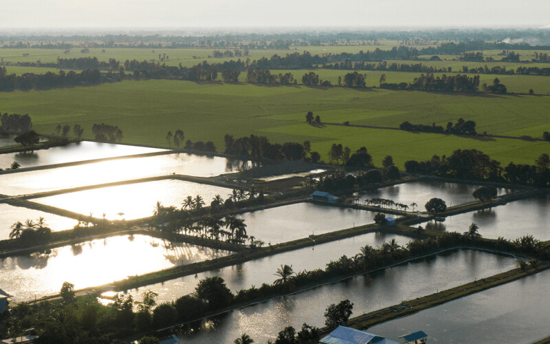 An I.D.I Corp aquaculture farm along the Mekong Delta in Vietnam
