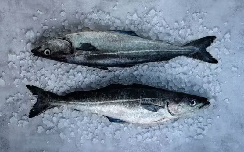 Norwegian saithe