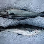 Norwegian saithe