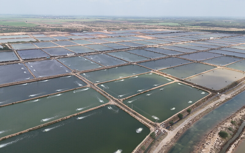 Indian shrimp fields
