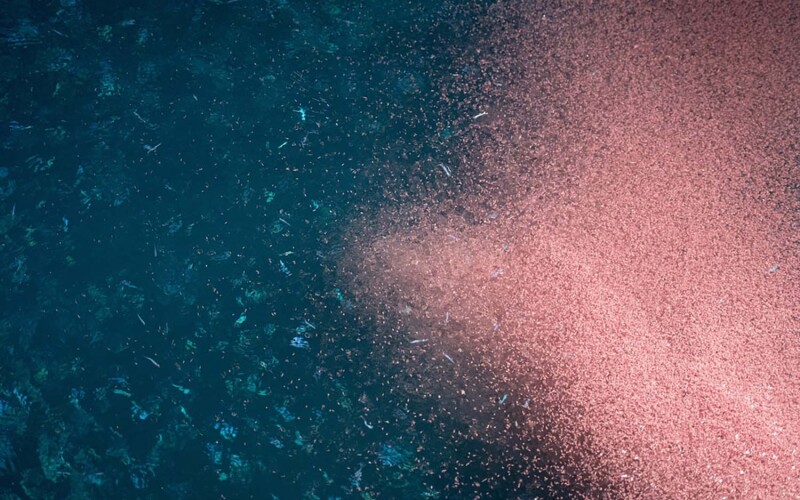A swarm of krill swimming in the ocean