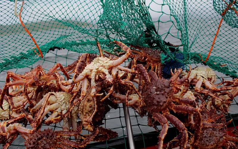 Norwegian king crab in a net