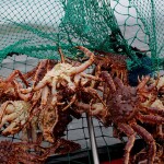 Norwegian king crab in a net