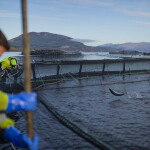 A salmon net pen in Scotland with a salmon jumping out of the water
