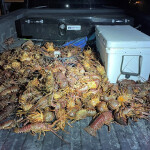Poached spiny lobsters