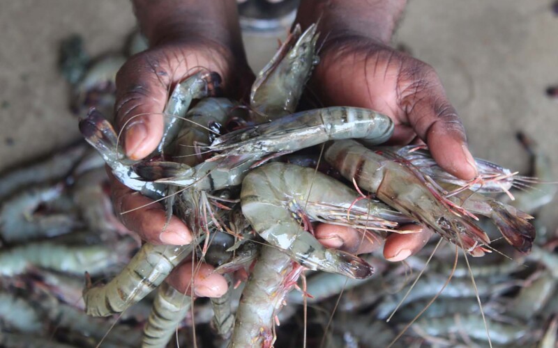 A handful of shrimp