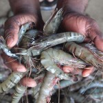A handful of shrimp