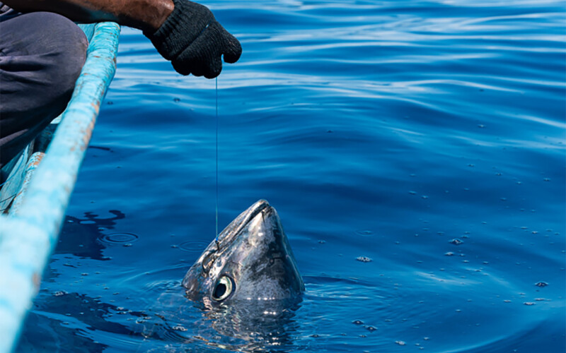 A fisher hauling in a tuna using the pole-and-line fishing method