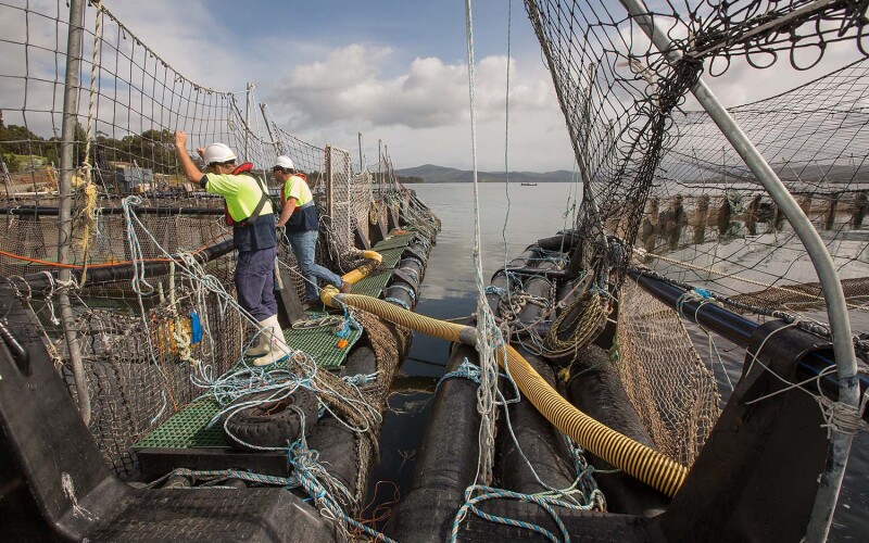 A pair of salmon farming net pens in Tasmania