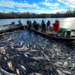 Invasive carp