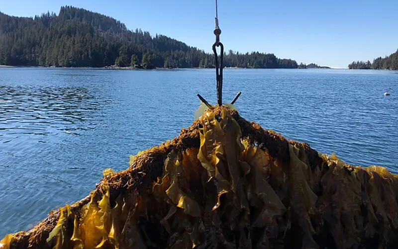 Alaskan farmed kelp