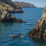 A vaquita