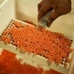 Salmon eggs bred by Mowi