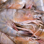 Louisiana shrimp