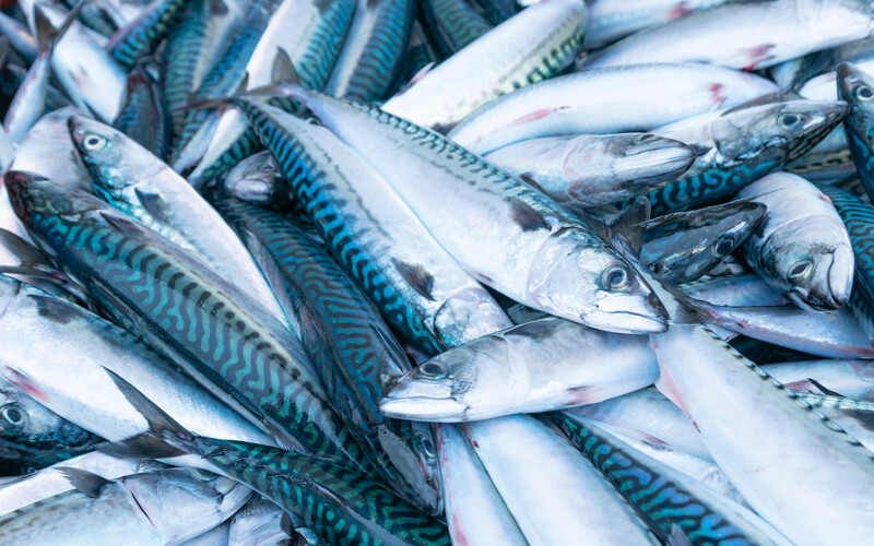A pile of Atlantic mackerel