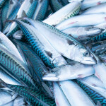 A pile of Atlantic mackerel