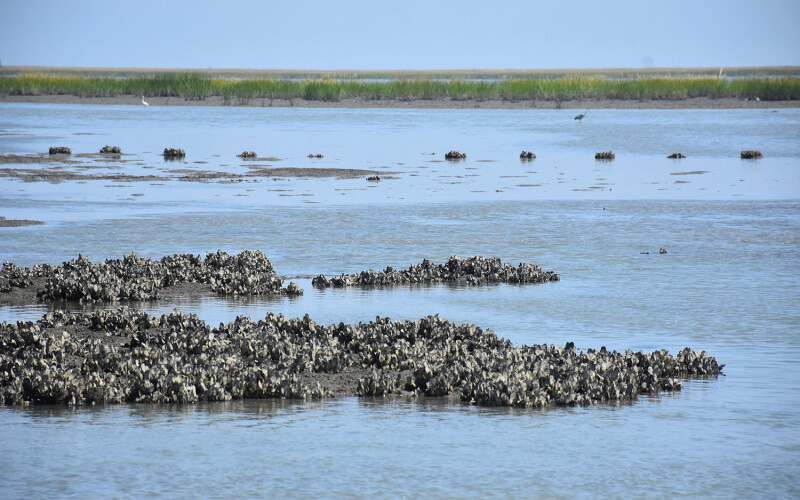 an oyster reef