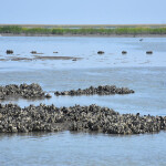 an oyster reef