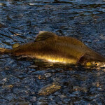 A pink salmon