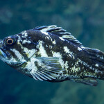 A black rockfish
