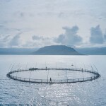 An aerial view of an Arnarlax net pen