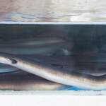 A freshwater Japanese eel