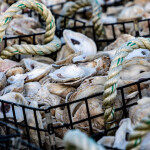 Oyster shells