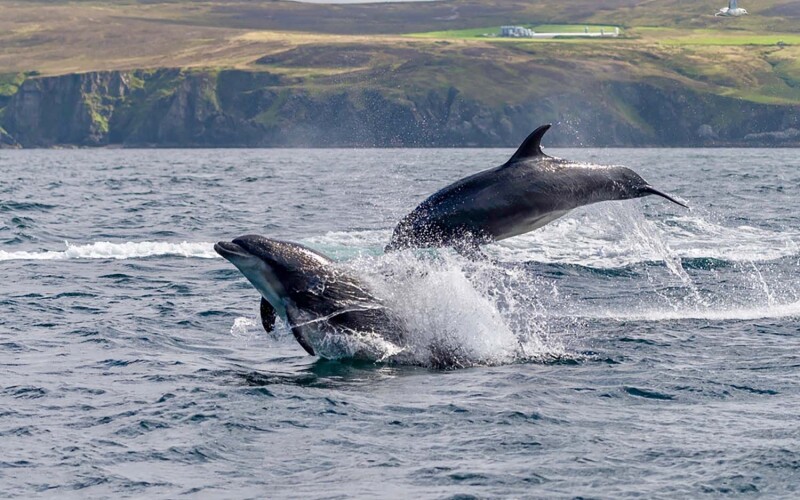 Dolphins off the coast of Donegal, Ireland