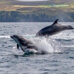 Dolphins off the coast of Donegal, Ireland