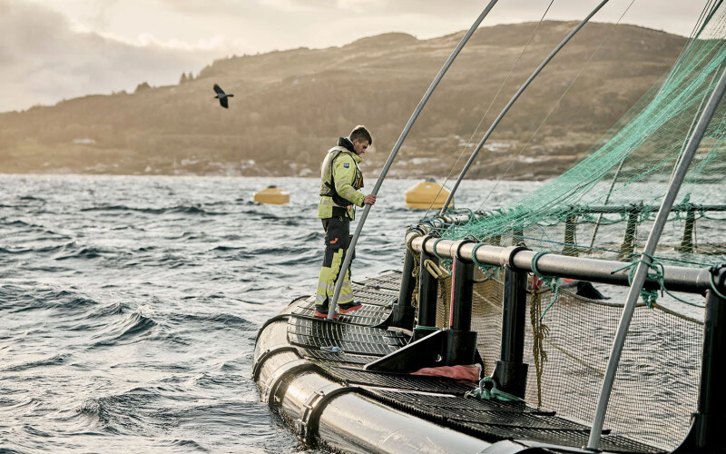 A Grieg salmon farmer tending to a net pen
