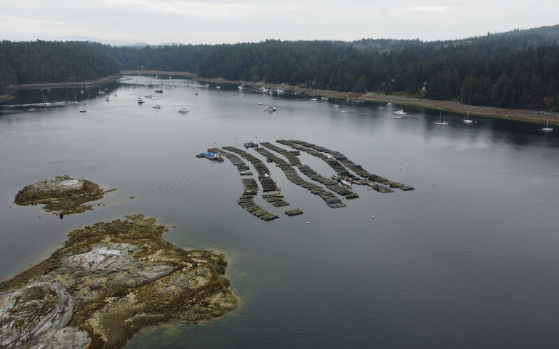 An aerial view of an oyster farm in British Columbia, Canada