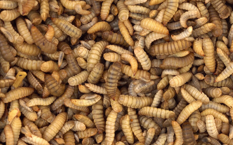 Black soldier fly larvae
