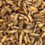 Black soldier fly larvae