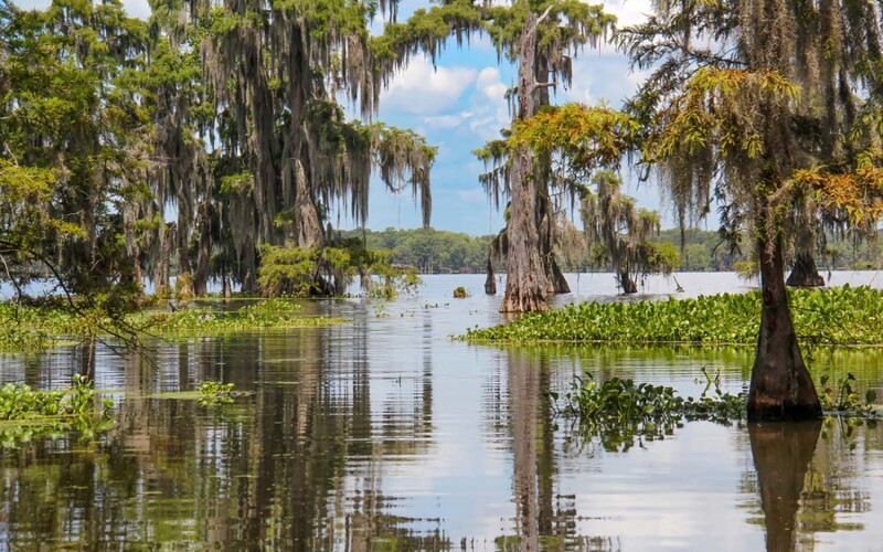 Swampy Louisiana waters