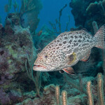 A yellowfin grouper